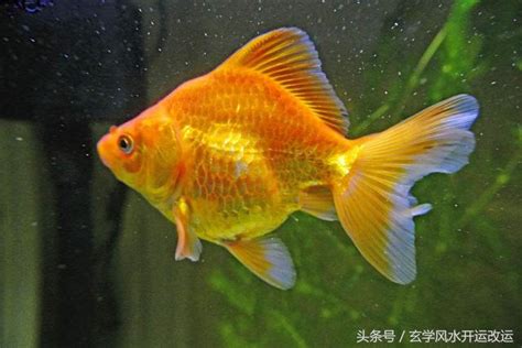 招財魚種類 八字大寫